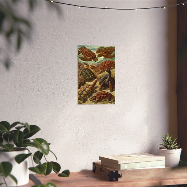1776328756923715516_2048.jpeg Sea Turtles & Tortoises (Chelonia), Kunstformen der Natur – Ernst Haeckel (1904) – Natural History Poster Print