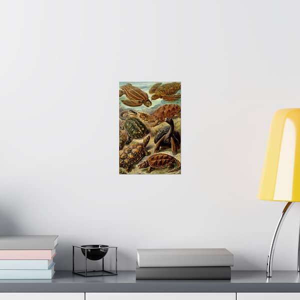 7105798066826135010_2048.jpeg Sea Turtles & Tortoises (Chelonia), Kunstformen der Natur – Ernst Haeckel (1904) – Natural History Poster Print