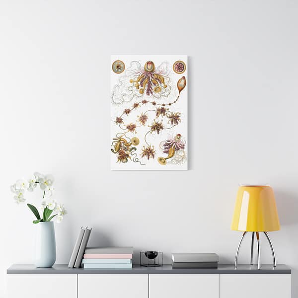 3050960834804231578_2048.jpeg Siphonophorae, Kunstformen der Natur, plate 7 – Ernst Haeckel (1904) – Natural History Canvas Print
