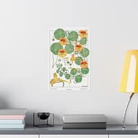 3558485950035438404_2048.jpeg Capucine (nasturtium), plate 40 from La Plante et ses Applications ornementales - Maurice Pillard Verneuil (1896) - Botanical Poster Print