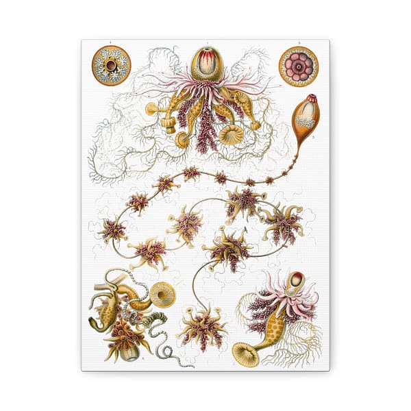 6536200382992586910_2048.jpeg Siphonophorae, Kunstformen der Natur, plate 7 – Ernst Haeckel (1904) – Natural History Canvas Print