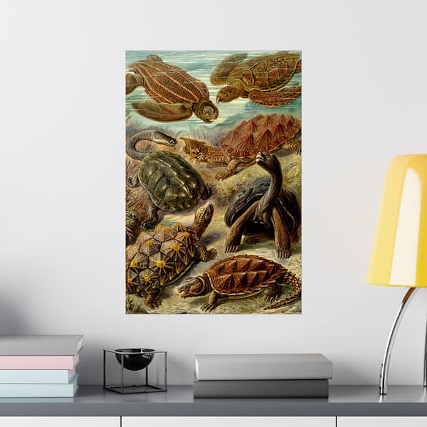 10956757996054227566_2048.jpeg Sea Turtles & Tortoises (Chelonia), Kunstformen der Natur – Ernst Haeckel (1904) – Natural History Poster Print