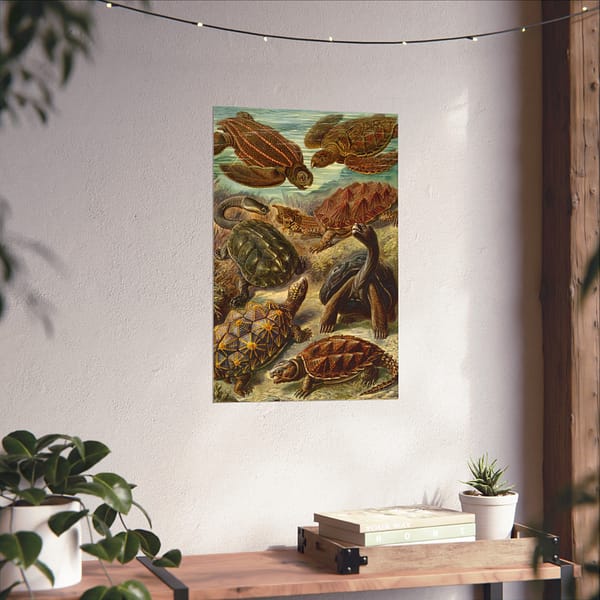 12891546439574877531_2048.jpeg Sea Turtles & Tortoises (Chelonia), Kunstformen der Natur – Ernst Haeckel (1904) – Natural History Poster Print
