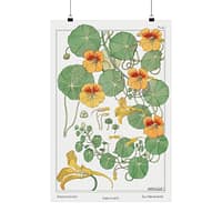 2198232191053998954_2048.jpeg Capucine (nasturtium), plate 40 from La Plante et ses Applications ornementales - Maurice Pillard Verneuil (1896) - Botanical Poster Print