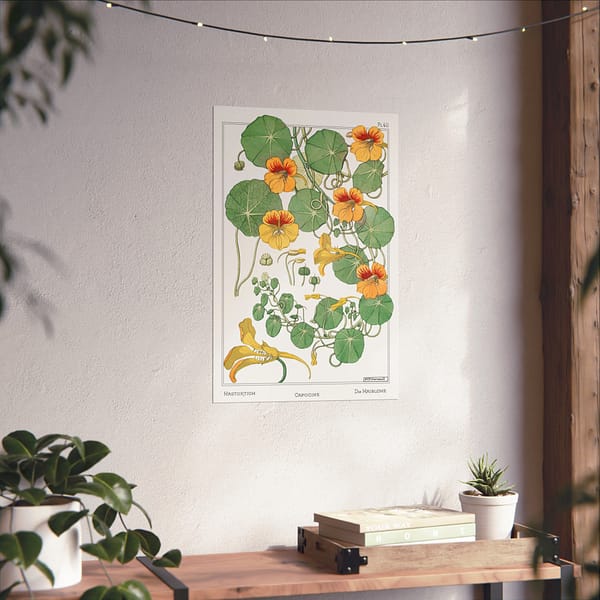 4698032552989110204_2048.jpeg Capucine (nasturtium), plate 40 from La Plante et ses Applications ornementales - Maurice Pillard Verneuil (1896) - Botanical Poster Print