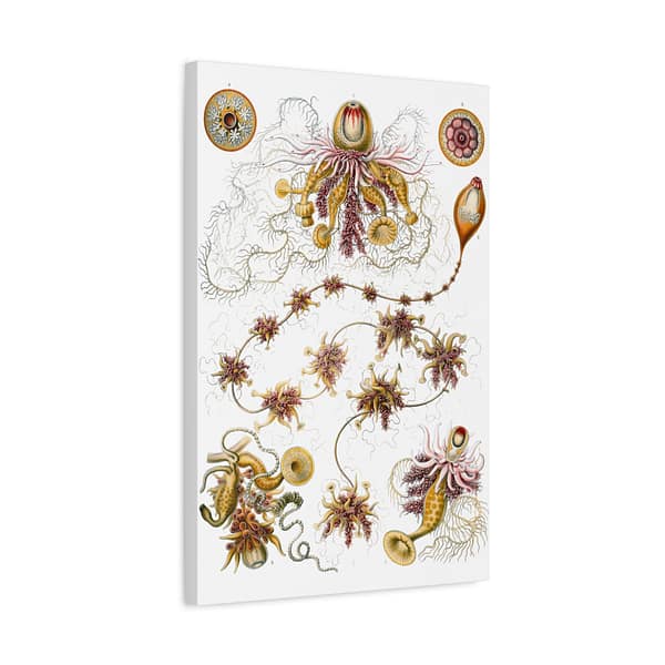 1766162420284726953_2048.jpeg Siphonophorae, Kunstformen der Natur, plate 7 – Ernst Haeckel (1904) – Natural History Canvas Print