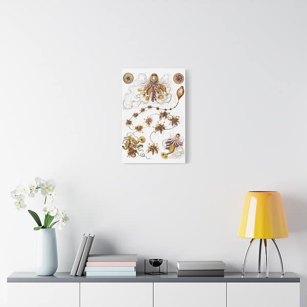 12696515251919725318_2048.jpeg Siphonophorae, Kunstformen der Natur, plate 7 – Ernst Haeckel (1904) – Natural History Canvas Print