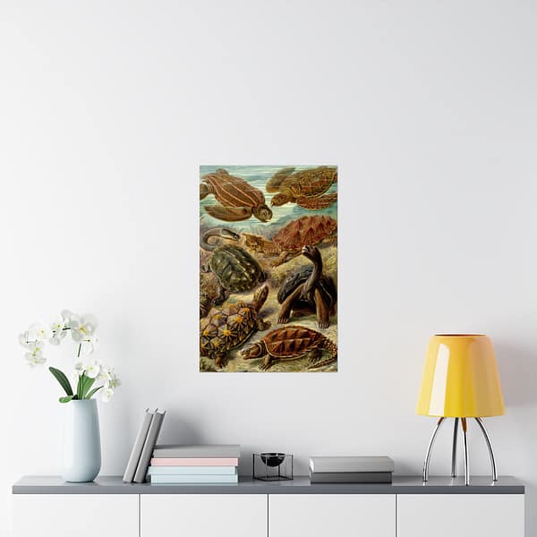 12306331340618463380_2048.jpeg Sea Turtles & Tortoises (Chelonia), Kunstformen der Natur – Ernst Haeckel (1904) – Natural History Poster Print