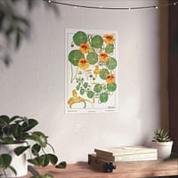 4164900087090458145_2048.jpeg Capucine (nasturtium), plate 40 from La Plante et ses Applications ornementales - Maurice Pillard Verneuil (1896) - Botanical Poster Print
