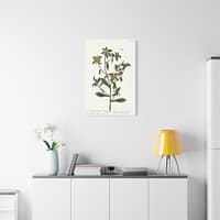 10287210166589790538_2048-1.jpeg Spiny Starwort (Pallenis spinosa), A Curious Herbal – Elizabeth Blackwell (1739) – Botanical Canvas Print