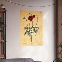 10417767771922489718_2048-1.jpeg Red Poppy (Papaver, rubrum, erraticum, rhoeas), A Curious Herbal – Elizabeth Blackwell (1737) – Botanical Poster Print
