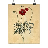 10482148628134470421_2048-1.jpeg Red Poppy (Papaver, rubrum, erraticum, rhoeas), A Curious Herbal – Elizabeth Blackwell (1737) – Botanical Poster Print