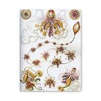 10738661009401883765_2048-1.jpeg Siphonophorae, Kunstformen der Natur, plate 7 – Ernst Haeckel (1904) – Natural History Canvas Print