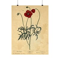 10785468329648851179_2048-1.jpeg Red Poppy (Papaver, rubrum, erraticum, rhoeas), A Curious Herbal – Elizabeth Blackwell (1737) – Botanical Poster Print