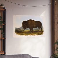 10835188997569223249_2048-1.jpeg Bos Americanus, American Bison or Buffalo, plate 56 – John James Audubon (1845) – Natural History Poster Print