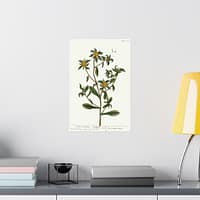 10931600242493604093_2048-1.jpeg Spiny Starwort (Pallenis spinosa), A Curious Herbal – Elizabeth Blackwell (1739) – Botanical Poster Print