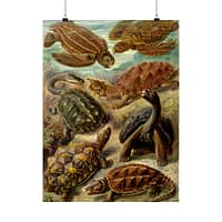 11017524948744315056_2048-1.jpeg Sea Turtles & Tortoises (Chelonia), Kunstformen der Natur – Ernst Haeckel (1904) – Natural History Poster Print