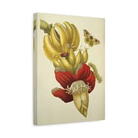 11097865802652031794_2048-1.jpeg Banana Flower and Fruit, Metamorphosis Insectorum Surinamensium – Maria Sibylla Merian (1705) – Botanical Canvas Print