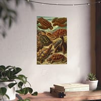 11103471647495081196_2048-1.jpeg Sea Turtles & Tortoises (Chelonia), Kunstformen der Natur – Ernst Haeckel (1904) – Natural History Poster Print