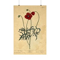 11367574303423721987_2048-1.jpeg Red Poppy (Papaver, rubrum, erraticum, rhoeas), A Curious Herbal – Elizabeth Blackwell (1737) – Botanical Poster Print