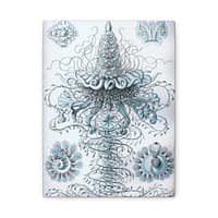 11446448001984423834_2048-1.jpeg Siphonophorae, Kunstformen der Natur, plate 37 – Ernst Haeckel (1904) – Natural History Canvas Print