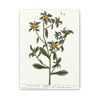 11628456455777452845_2048-1.jpeg Spiny Starwort (Pallenis spinosa), A Curious Herbal – Elizabeth Blackwell (1739) – Botanical Canvas Print