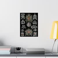 11719109218982338905_2048-1.jpeg Radiolaria, Stephoidea – Kunstformen der Natur, plate 71 – Ernst Haeckel (1904) – Natural History Poster Print