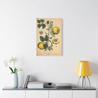 119156963579202260_2048-1.jpeg Elizabeth Blackwell - Quinces (Cydonea, or Mala cotonea major) - A Curious Herbal (1737) - Botanical Canvas Wall Art, Natural History Print