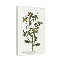 11990841402598299667_2048-1.jpeg Spiny Starwort (Pallenis spinosa), A Curious Herbal – Elizabeth Blackwell (1739) – Botanical Canvas Print