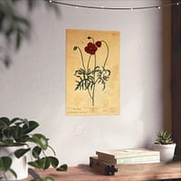 12016536255568435705_2048-1.jpeg Red Poppy (Papaver, rubrum, erraticum, rhoeas), A Curious Herbal – Elizabeth Blackwell (1737) – Botanical Poster Print