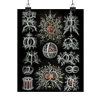 12125180077657343333_2048-1.jpeg Radiolaria, Stephoidea – Kunstformen der Natur, plate 71 – Ernst Haeckel (1904) – Natural History Poster Print