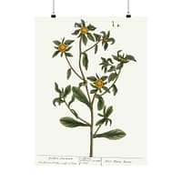 12363844234976083018_2048-1.jpeg Spiny Starwort (Pallenis spinosa), A Curious Herbal – Elizabeth Blackwell (1739) – Botanical Poster Print