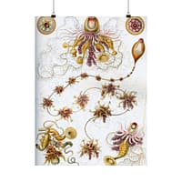 12808971112287025736_2048-1.jpeg Siphonophorae, Kunstformen der Natur, plate 7 – Ernst Haeckel (1904) – Natural History Poster Print