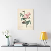 1314882266444859248_2048-1.jpeg Rosa Centifolia (Rosier à cent feuilles) – Pierre-Joseph Redouté (c. 1817-24) – Botanical Canvas Print