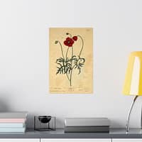 13165938278021530914_2048-1.jpeg Red Poppy (Papaver, rubrum, erraticum, rhoeas), A Curious Herbal – Elizabeth Blackwell (1737) – Botanical Poster Print