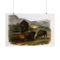 13269233193518580405_2048-1.jpeg Bos Americanus, American Bison or Buffalo, plate 57 – John James Audubon (1845) – Natural History Poster Print
