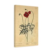 13627695563998792841_2048-1.jpeg Red Poppy (Papaver, rubrum, erraticum, rhoeas), A Curious Herbal – Elizabeth Blackwell (1737) – Botanical Canvas Print