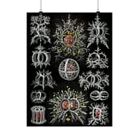 14056952408922532685_2048-1.jpeg Radiolaria, Stephoidea – Kunstformen der Natur, plate 71 – Ernst Haeckel (1904) – Natural History Poster Print