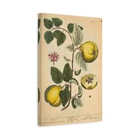14232946774849743399_2048-1.jpeg Elizabeth Blackwell - Quinces (Cydonea, or Mala cotonea major) - A Curious Herbal (1737) - Botanical Canvas Wall Art, Natural History Print