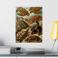14802264469973953239_2048-1.jpeg Sea Turtles & Tortoises (Chelonia), Kunstformen der Natur – Ernst Haeckel (1904) – Natural History Poster Print