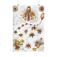 14957059358678792260_2048-1.jpeg Siphonophorae, Kunstformen der Natur, plate 7 – Ernst Haeckel (1904) – Natural History Poster Print