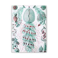 15219513135670601784_2048-1.jpeg Siphonophorae, Kunstformen der Natur, plate 59 – Ernst Haeckel (1904) – Natural History Canvas Print