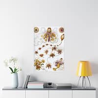 15985533887153128203_2048-1.jpeg Siphonophorae, Kunstformen der Natur, plate 7 – Ernst Haeckel (1904) – Natural History Poster Print