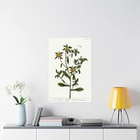 16526683913779091931_2048-1.jpeg Spiny Starwort (Pallenis spinosa), A Curious Herbal – Elizabeth Blackwell (1739) – Botanical Poster Print