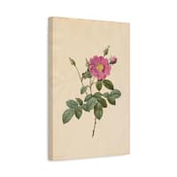 16966975812265199218_2048-1.jpeg Cabbage Rose (Rosa Centifolia Simplex) – Pierre-Joseph Redouté (c. 1817-24) – Botanical Canvas Print