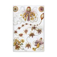 17051081763959298282_2048-1.jpeg Siphonophorae, Kunstformen der Natur, plate 7 – Ernst Haeckel (1904) – Natural History Canvas Print
