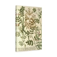17210156303556368567_2048.jpeg Phytanthoza iconographia, Vol. 3, plate 775 – Johann Wilhelm Weinmann (1742) – Botanical Canvas Print