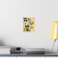 17457196516774061230_2048-1.jpeg Quinces (Cydonea, or Mala cotonea major), A Curious Herbal – Elizabeth Blackwell (1737) – Botanical Poster Print