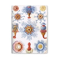 1752503704413730235_2048-1.jpeg Siphonophorae, Kunstformen der Natur, plate 17 – Ernst Haeckel (1904) – Natural History Canvas Print