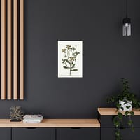 17917690651939958367_2048-1.jpeg Spiny Starwort (Pallenis spinosa), A Curious Herbal – Elizabeth Blackwell (1739) – Botanical Canvas Print